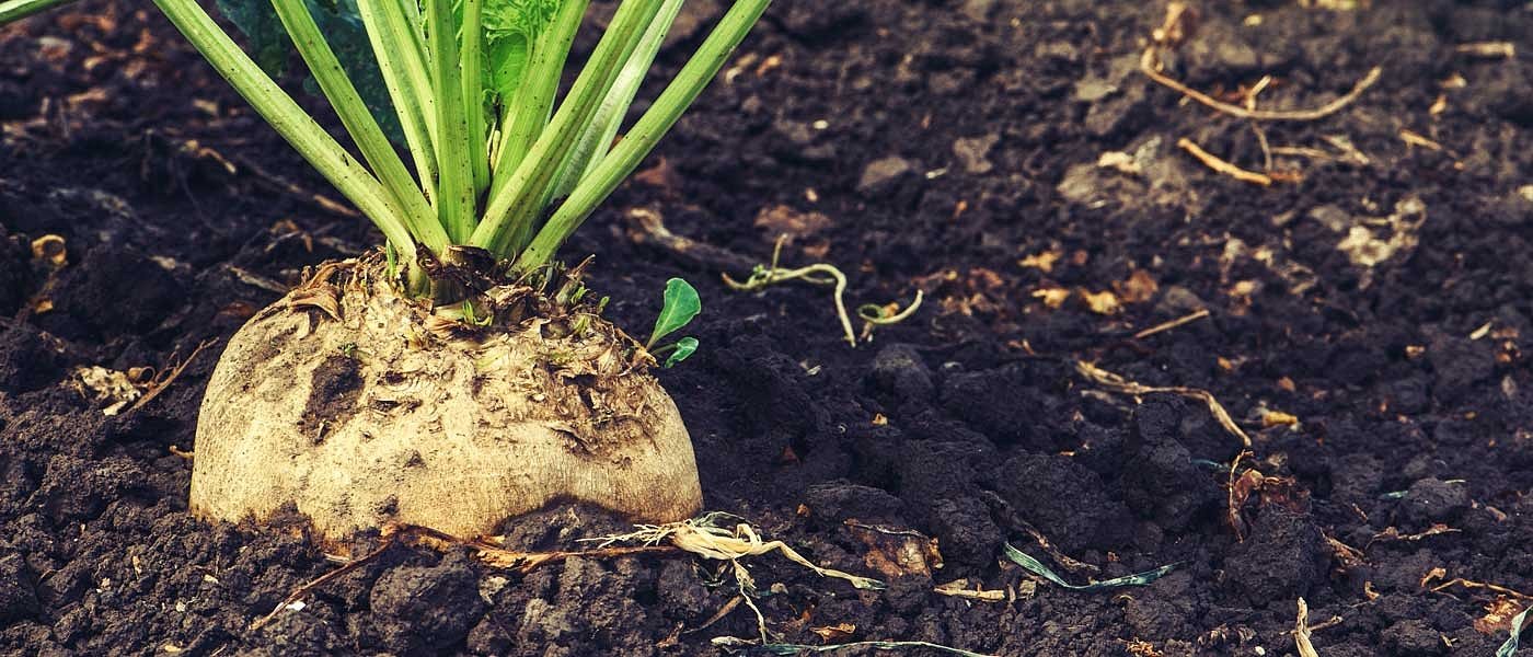 Η διοίκηση της ΕΒΖ ρίχνει ευθύνες στους παραγωγούς για την φετινή φύτευση τεύτλων