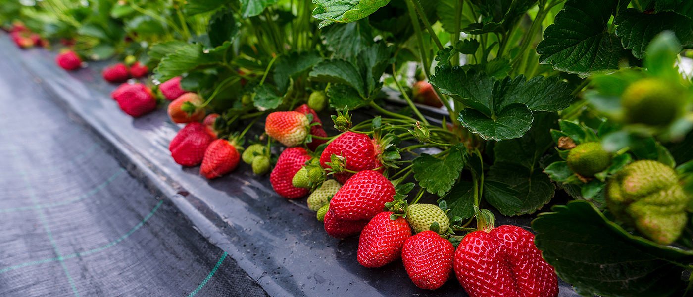 Με καλή προοπτική η φράουλα και την εφετινή χρονιά, ψηλά η ζήτηση