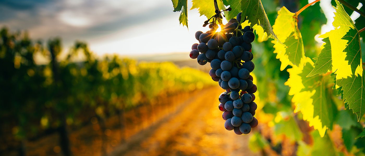 Wine, a champion and a solid pillar of EU’s socio-economy and rural development