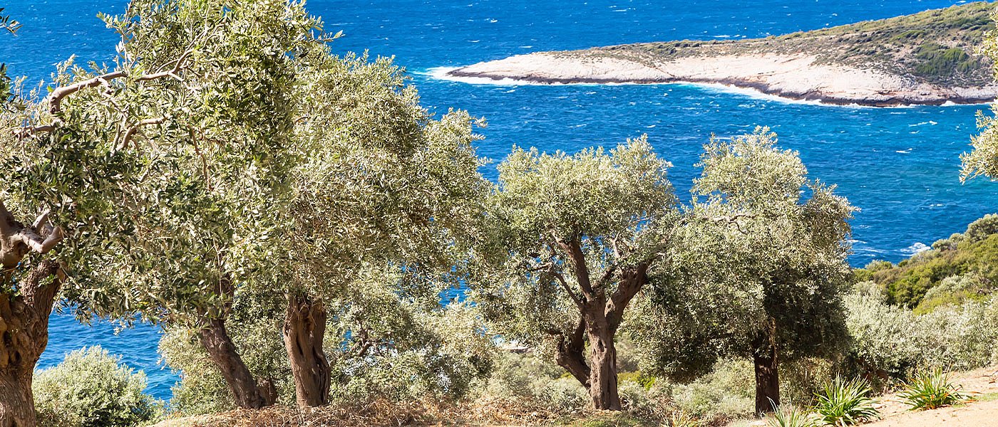 Ζήτημα ΠΣΕA για ακαρπία ελιάς βάζουν οι Αιτωλοακαρνάνες
