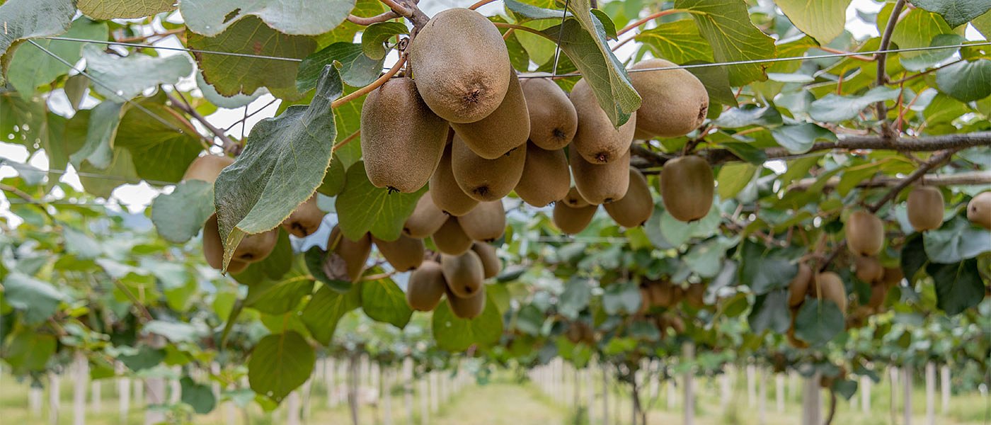Με αξιώσεις για υψηλή τιμή παραγωγού και φέτος τα ακτινίδια, Ιταλοί βλέπουν κτήματα