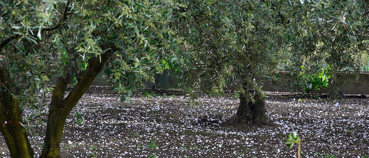 Χαλαζοπτώσεις χτυπούν τα ελαιόδενδρα, ζημιές που δεν καλύπτονται από τον ΕΛΓΑ