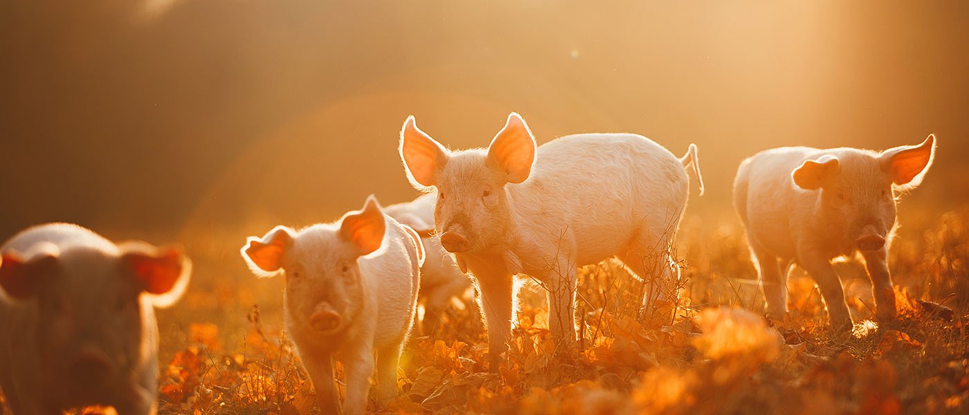 Για μετά το Πάσχα πάει η πληρωμή των χοιροτρόφων που δεν πήραν κορονοενίσχυση