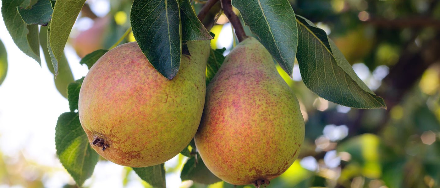 Αχλάδια: Ξεκίνησε συγκομιδή στις Κοντούλες, προς το παρόν καλή ζήτηση και τιμές