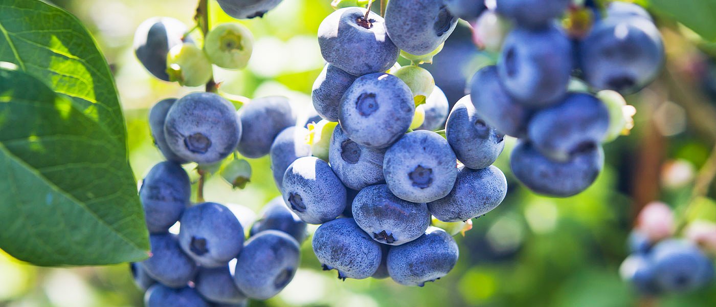 Η παραγωγή του μύρτιλου και άλλων μικρών οπωροφόρων