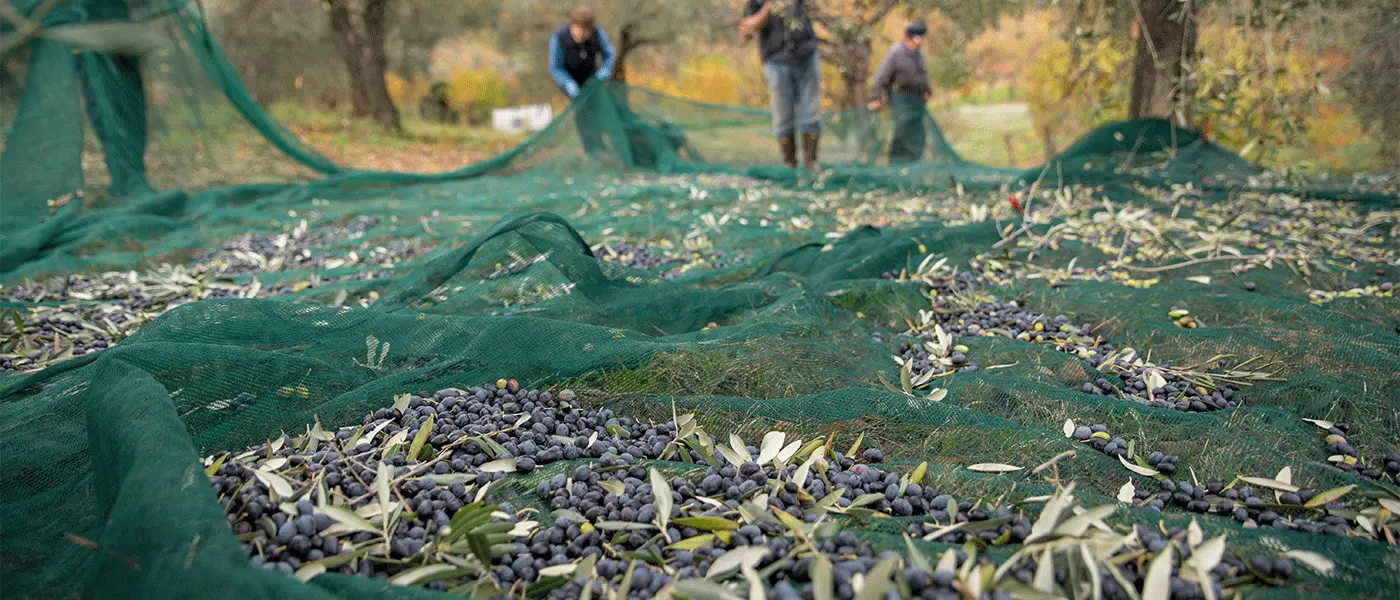 Μόνο άνοδο βλέπει η Καλαμών, περιζήτητα και τα ψιλά κομμάτια φέτος