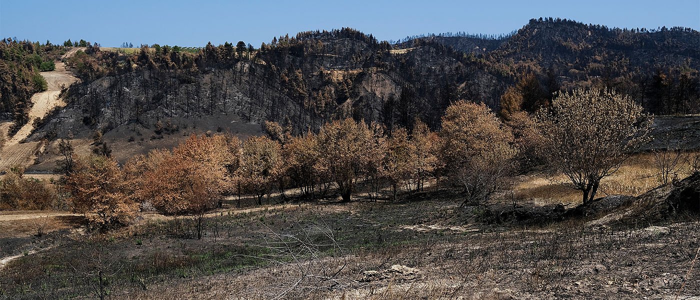 Με αργούς ρυθμούς οι αποζημιώσεις ελαιοπαραγωγών στην Εύβοια από την φωτιά του 2021