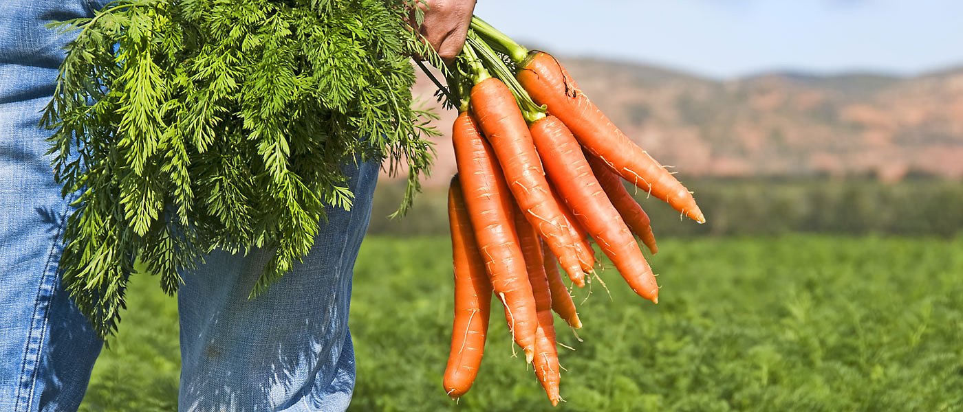 Καρότο: η ιδιαίτερα απαιτητική καλλιέργεια από την σπορά μέχρι το τελικό προϊόν
