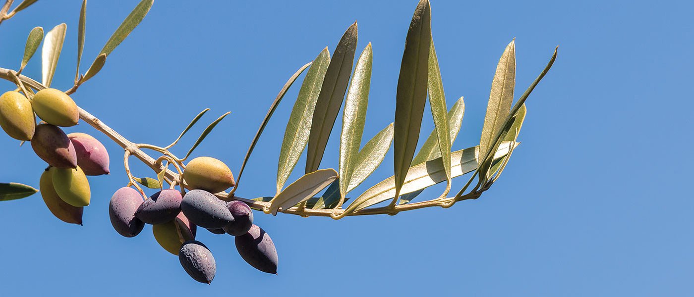 Η εικόνα της καρπόδεσης στην ελιά Καλαμών, καλή ζήτηση για περσινή παραγωγή