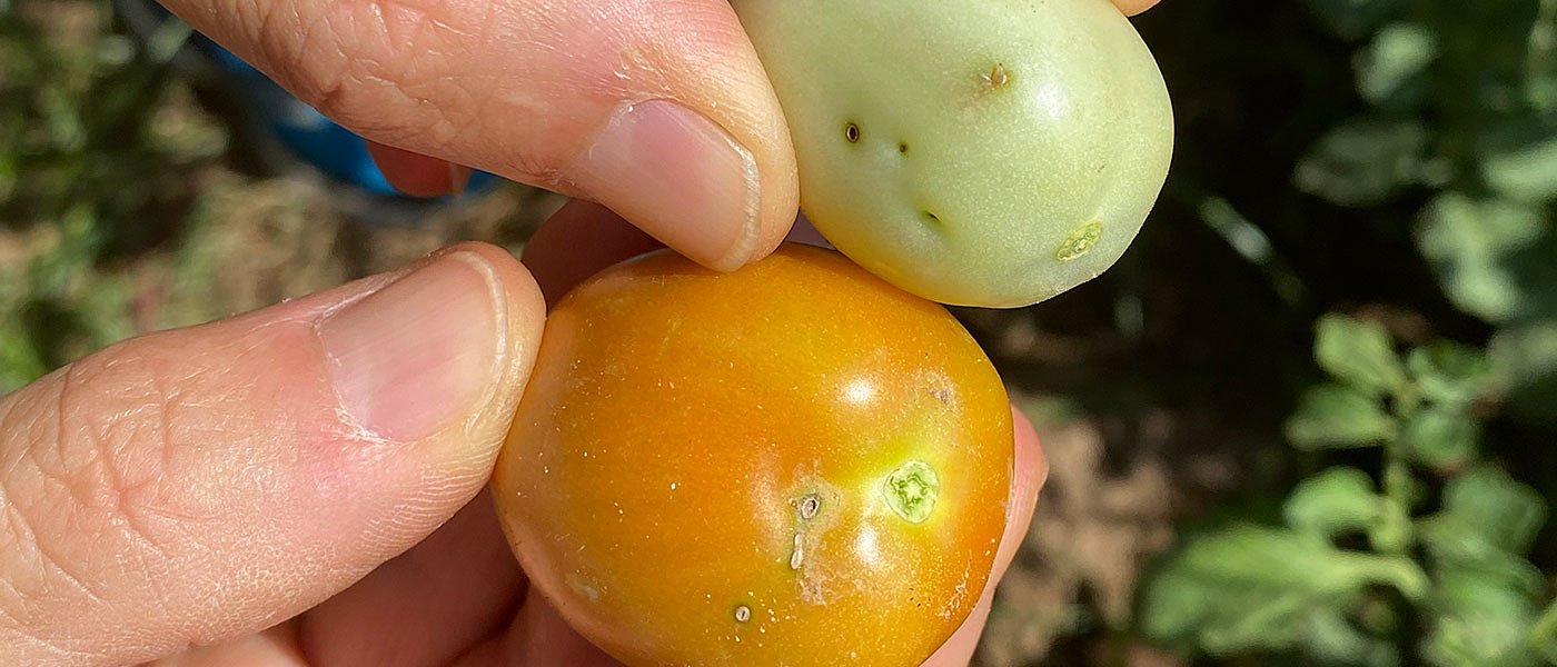 Πώς το δηλητήριο της αράχνης οδηγεί σε επανάσταση στη γεωργία