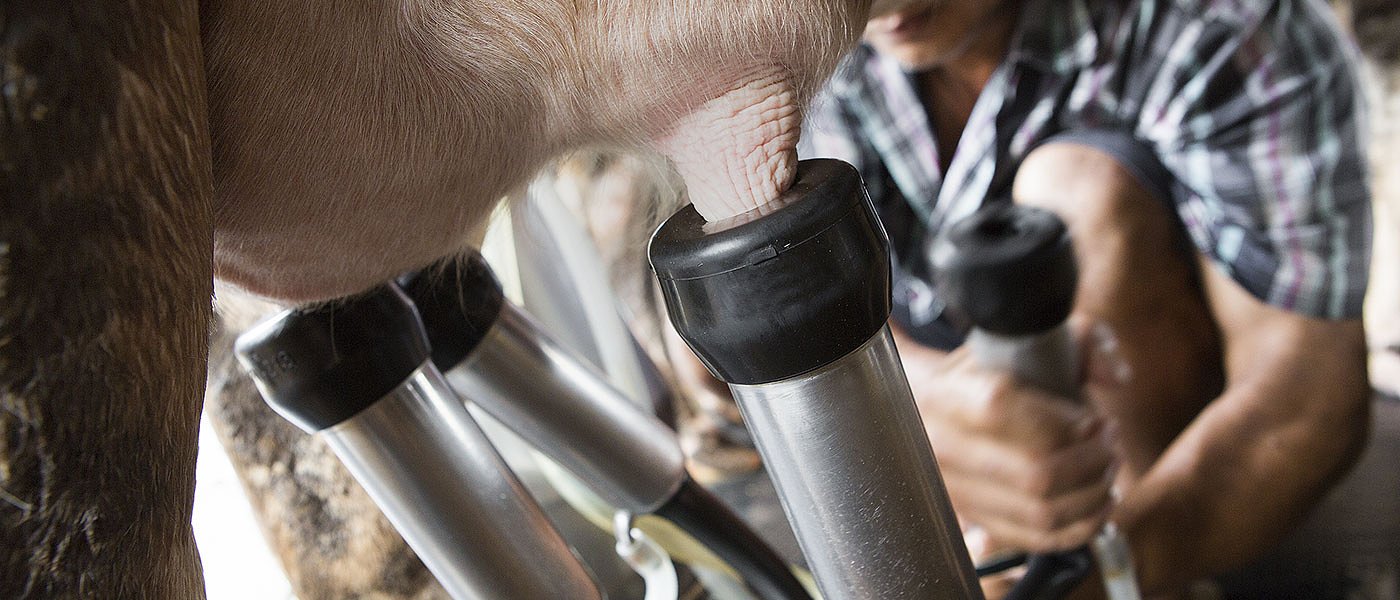 Στρατηγική αύξησης αγελαδινού γάλακτος και παραγωγή γιαουρτιού από εγχώριο
