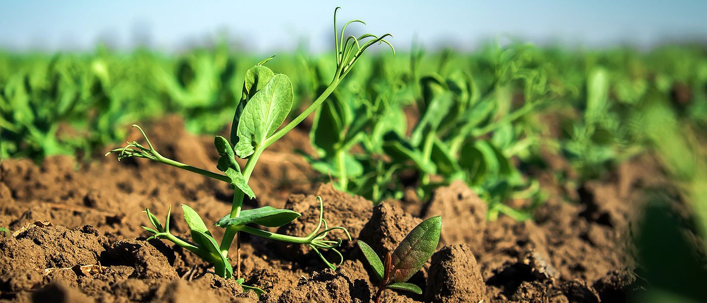 Ο πρόσφατος παγετός έκαψε βιομηχανική ντομάτα και αρακά σε Λάρισα και Φάρσαλα