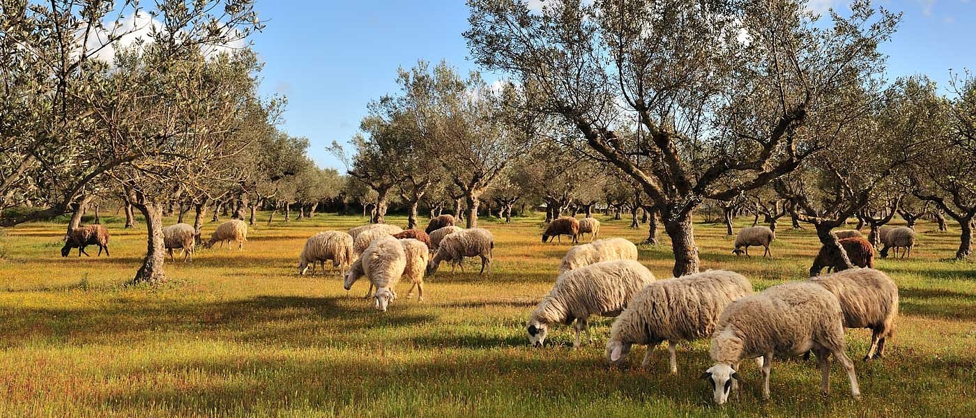 Κτηνοτρόφοι ΑΜΘ: Υποχρεωτική αναγραφή τιμών γάλακτος, δυσαρέσκεια για τρόπο σύστασης ΔΟΦ