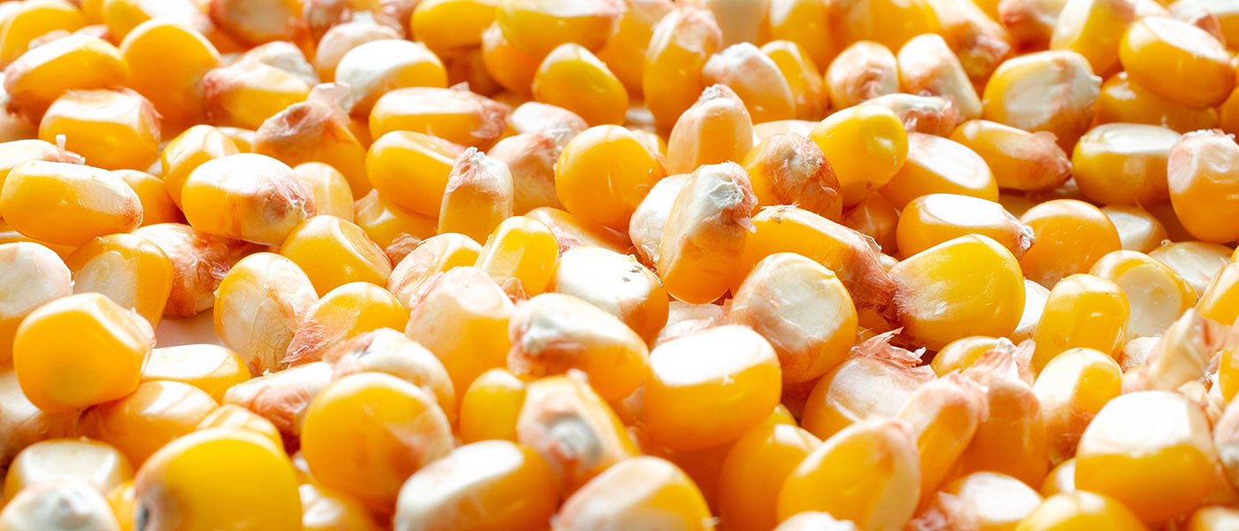 Άνοδο παρουσιάζει φέτος η παγκόσμια παραγωγή καλαμποκιού, μικρή αύξηση στην ΕΕ