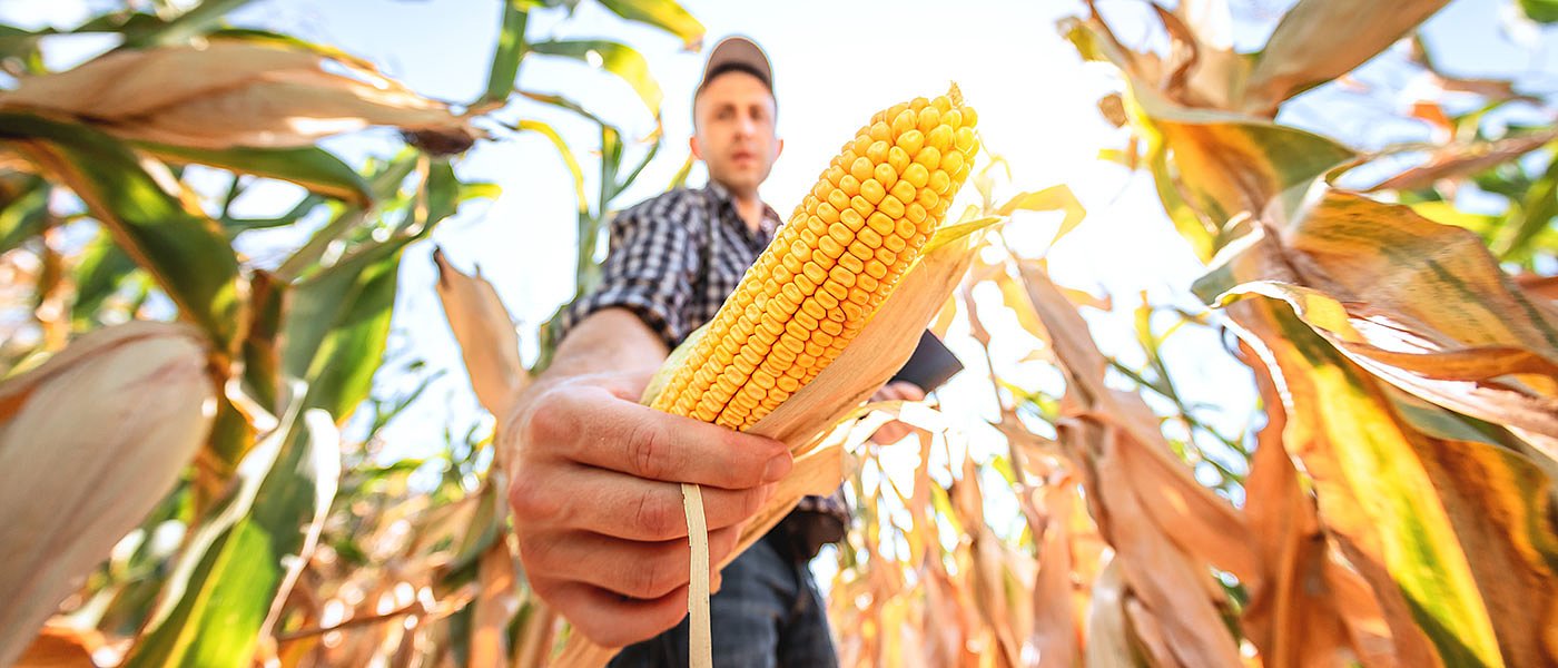 Τα νερά βοήθησαν την καλλιέργεια καλαμποκιού που φέτος είναι όψιμη
