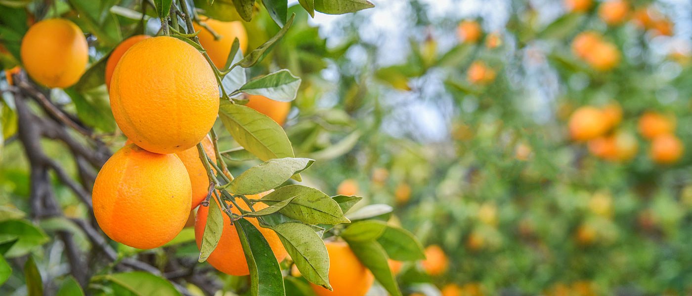 Φλερτάρουν με τα 50 λεπτά τα Βαλέντσια λόγω υψηλής ζήτησης και μειωμένης παραγωγής