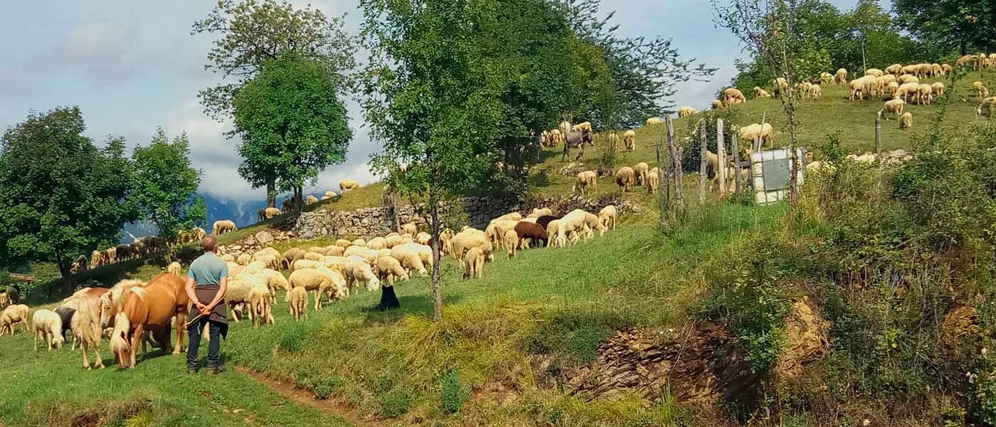 Πάνε ταμείο την Πέμπτη για τις συνδεδεμένες οι κτηνοτρόφοι