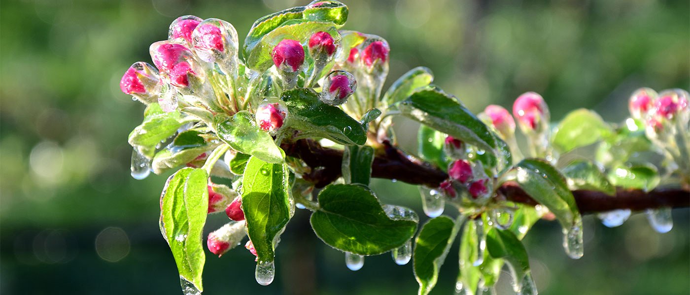 Όχι από την ΕΕ σε πακέτο ενίσχυσης για την ακαρπία και τους παγετούς