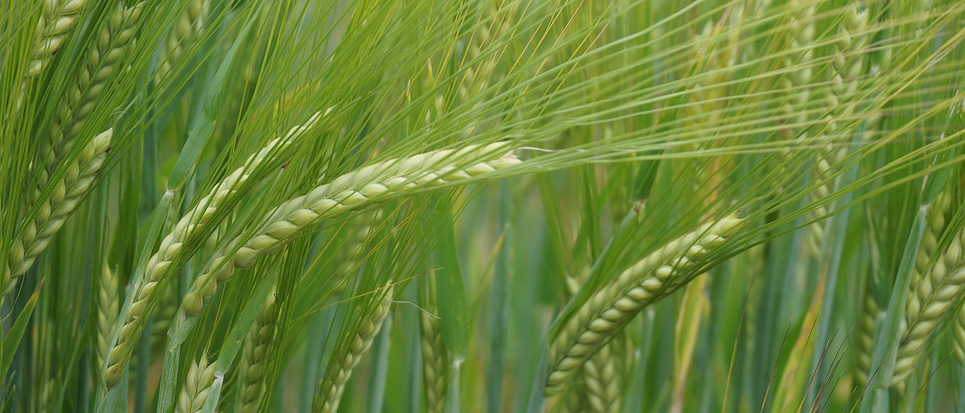 Με χαμηλό κόστος και καλή τιμή κερδίζει στρέμματα η σίκαλη στα άγονα χωράφια