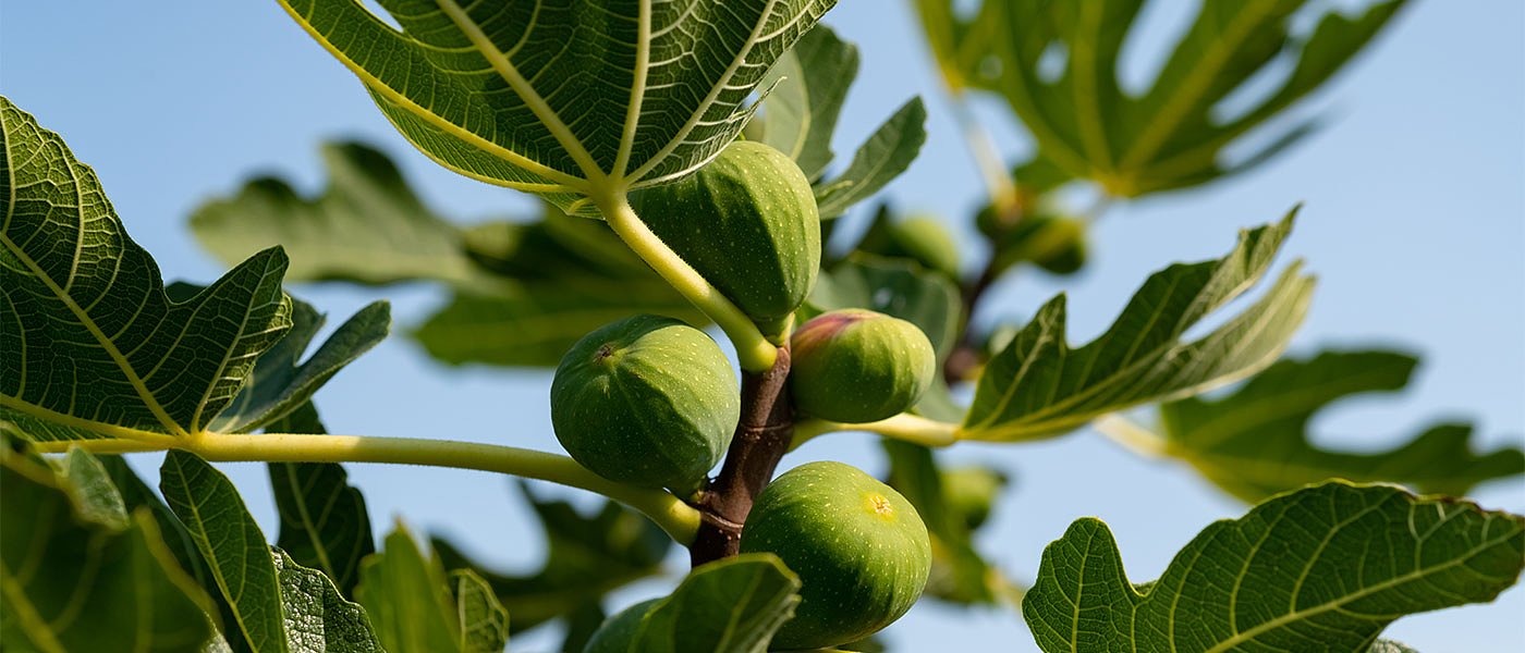 Ξεπούλησε τα ξερά σύκα η ΣΥΚΙΚΗ, 2022 οι νέες φυτεύσεις για αναδιάρθρωση καλλιέργειας