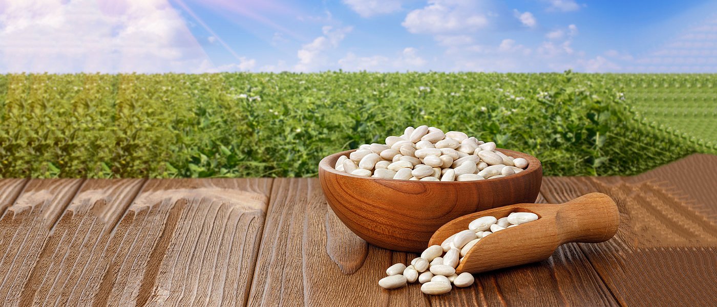 Για ακόμη μια χρονιά έχουμε ζημιές στην καλλιέργεια φασολιών λόγω υψηλών θερμοκρασιών