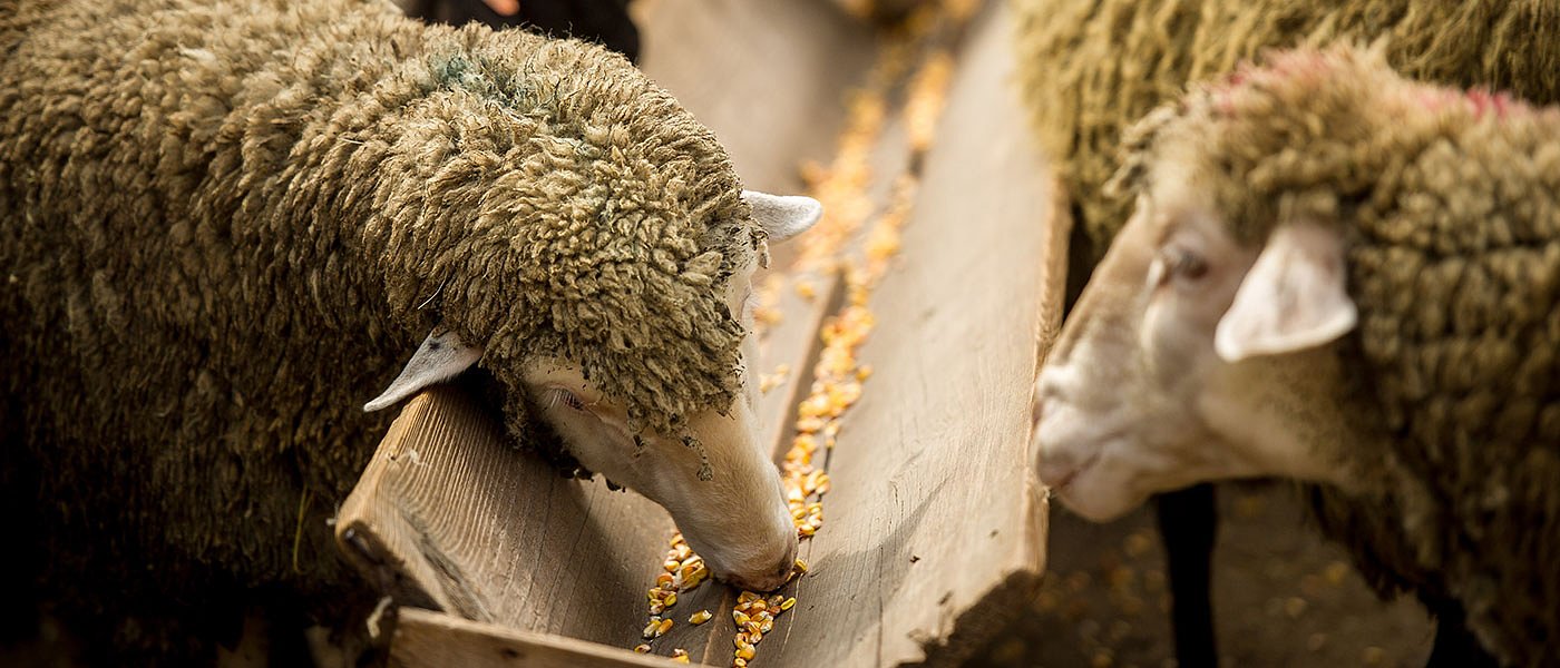 Παράταση έως 10 Ιανουαρίου στις αιτήσεις ενίσχυσης ζωοτροφών