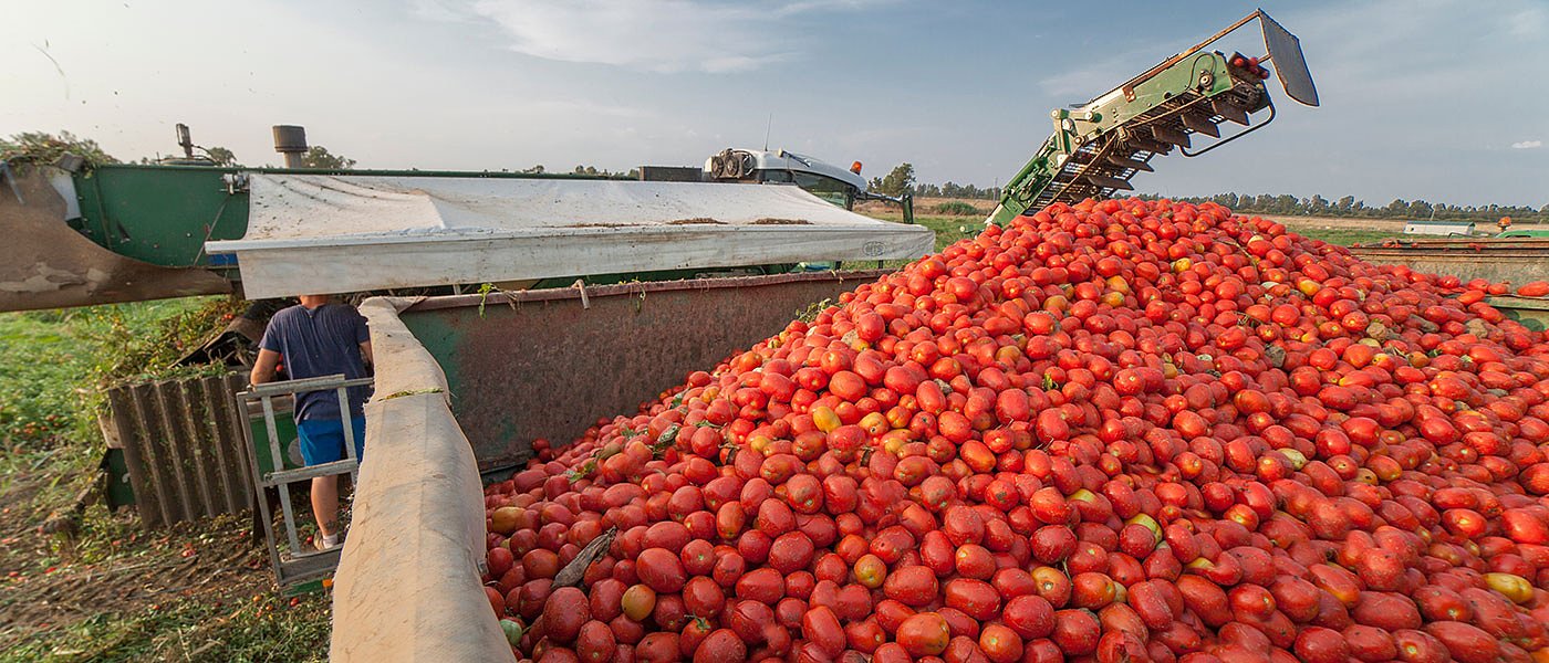 Καλύτερες τιμές στις συμβάσεις βιομηχανικής ντομάτας αλλά δεν θα έχουν νερό άρδευσης