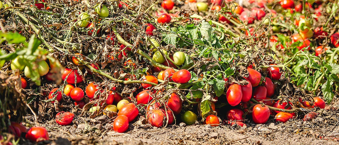 Αυξήσεις στις τιμές της βιομηχανικής ντομάτας φέρνει η νέα σεζόν