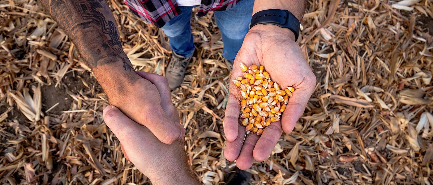 Ρευστή η κατάσταση με τις τιμές του καλαμποκιού, πόσα δίνουν οι συνεταιρισμοί