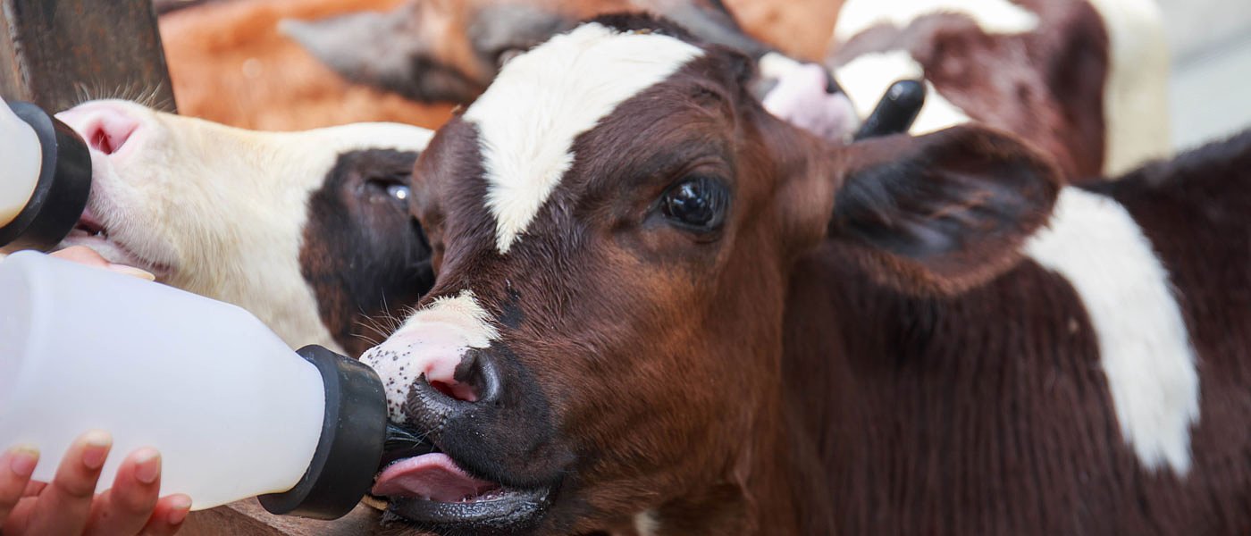 Πρόεδρος ΟΠΕΚΕΠΕ: Αυτό είναι το χρονοδιάγραμμα για συνδεδεμένες και έκτακτη ενίσχυση