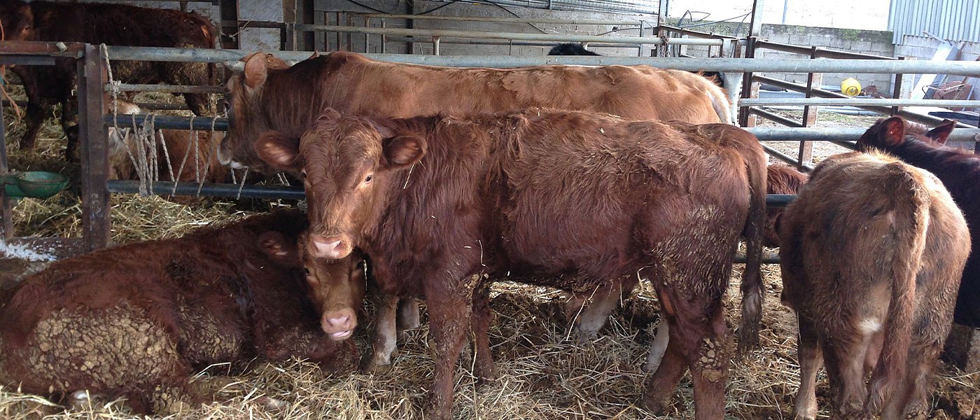 Βιολογικά μοσχάρια: Περιζήτητο το κρέας, ασκήσεις ισορροπίας εκτροφέων λόγω κόστους