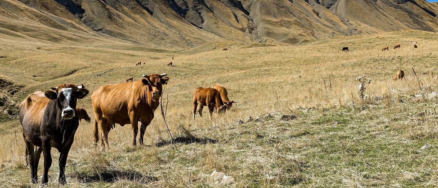 Έρχεται πληρωμή εκκαθάρισης για αυτόχθονες του 2018, προς το Νοέμβριο η πληρωμή προκαταβολής για το 2019
