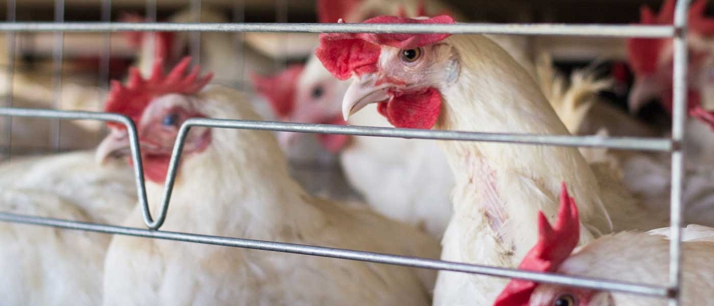 Απαγόρευση εκτροφής σε κλωβούς ζητούν οι Ευρωβουλευτές, προβληματισμός Ελλήνων παραγωγών