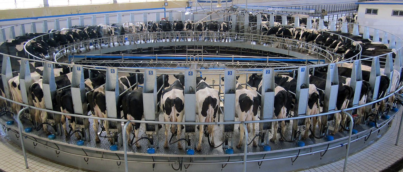 Στα 55 λεπτά ανά κιλό το κόστος αγελαδινού γάλακτος, δεν καλύπτεται από τις τιμές