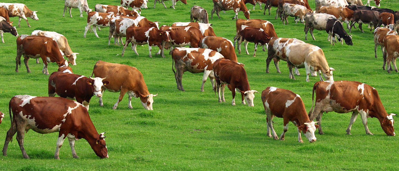 Διαφωνούν κτηνοτροφικοί φορείς με συνδεδεμένη 600 ευρώ στα εισαγόμενα μοσχάρια πάχυνσης