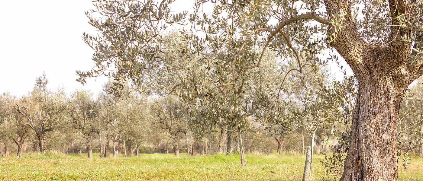 Εκτεταμένες ζημιές στην ελαιοκαλλιέργεια από τις εναλλαγές της θερμοκρασίας