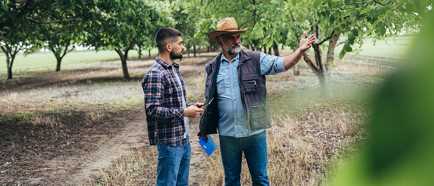 Προβλέψεις για αύξηση τιμής φέτος στο άσπαστο καρύδι, εγκαταλείπονται μικροί καρυδεώνες