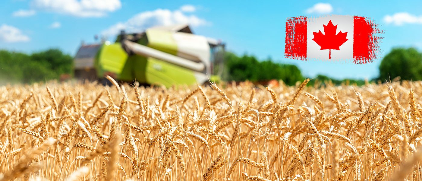 Ο Καναδάς θα αλωνίσει φέτος λιγότερο σκληρό σιτάρι, τι προβλέπεται για το καλαμπόκι