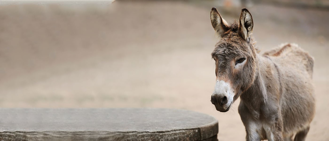 Ρητές συστάσεις Κεδίκογλου για πιστή εφαρμογή των διατάξεων περί ευζωίας των ιπποειδών