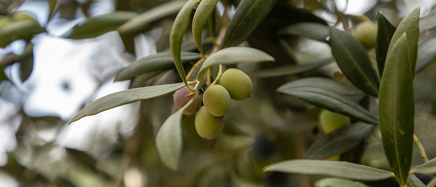 Ούτε οι Αρμπεκίνες άντεξαν τις δυσμενείς καιρικές συνθήκες, ελάχιστη η παραγωγή φέτος