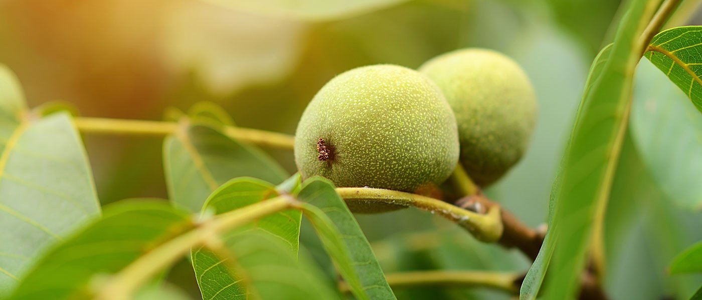 Αναδάσωση με παραγωγικά δέντρα που θα εκμεταλλεύονται οι αγρότες για έξτρα εισόδημα