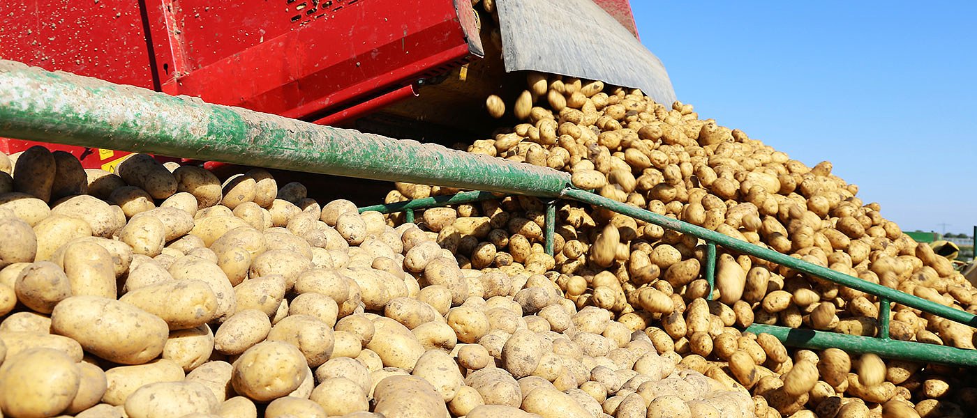 Εισαγωγή 91,6 χιλιάδων τόνων πατάτας Αιγύπτου το 9μηνο 2022, σε απόγνωση οι Πελοποννήσιοι