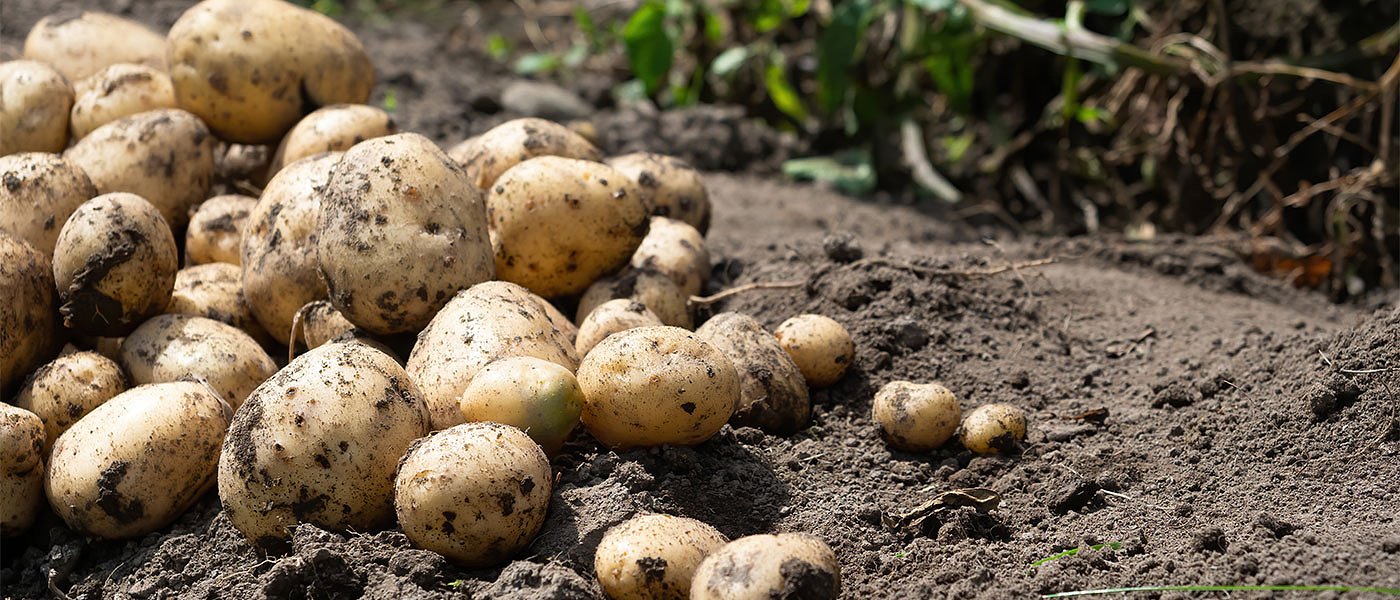 Μείωση εισαγωγών πατάτας το 2021, αλλά το πάρτι συνεχίζεται βάσει στοιχείων Γεωργαντά