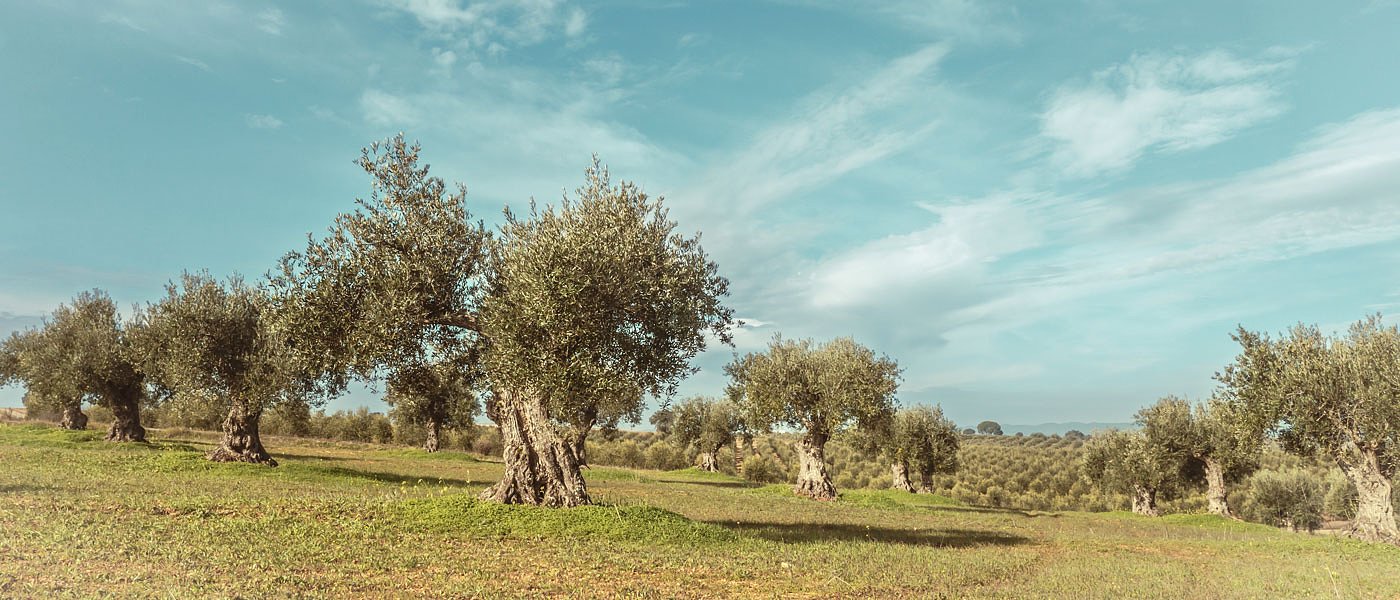 Ανέφικτη η επικαιροποίηση του Ελαιοκομικού Μητρώου, αναγκαία λέει ο Σταμενίτης