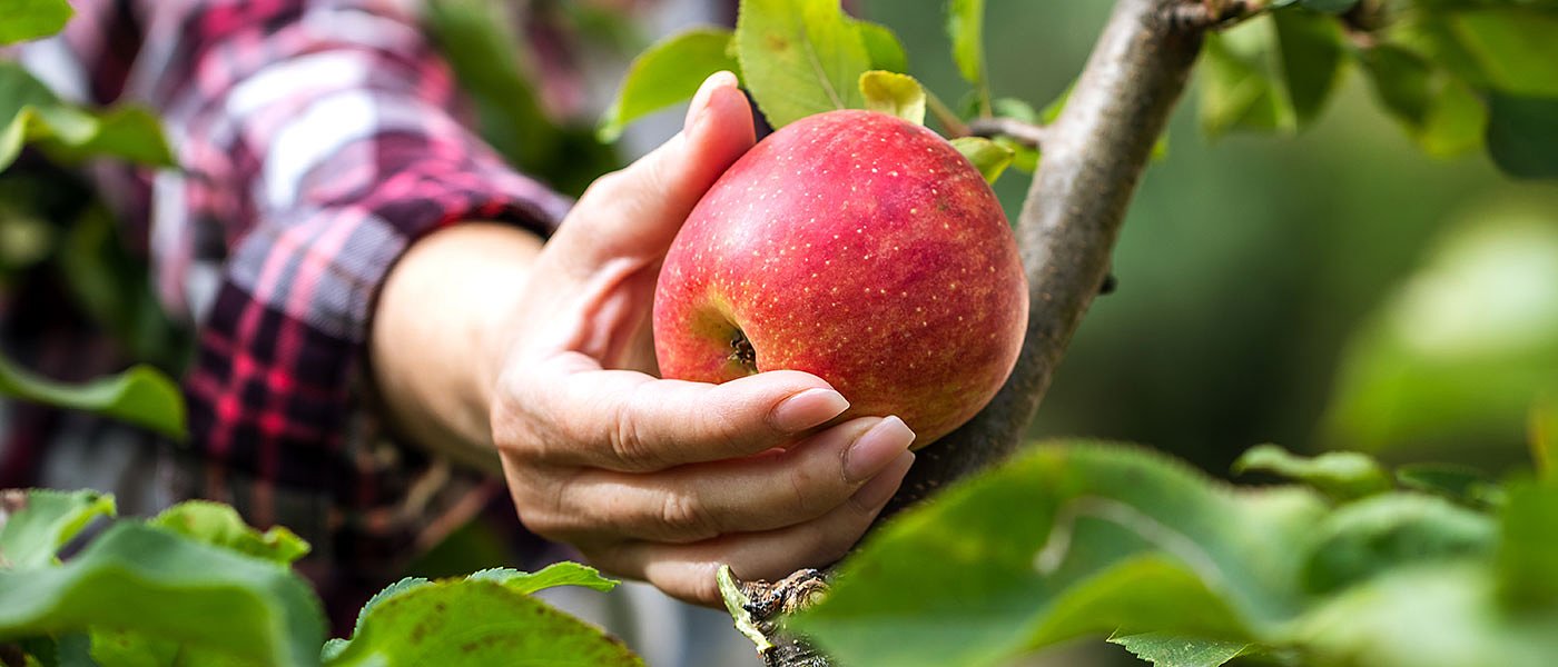 Παράθυρο Γεωργαντά για de minimis σε μηλοπαραγωγούς