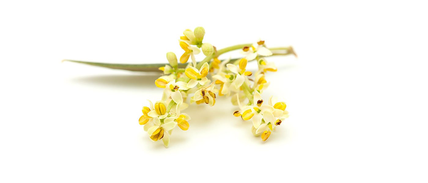 Η εναλλαγή θερμοκρασίας σε Αργολίδα-Κορινθία φέρνει απώλειες στο Μανάκι