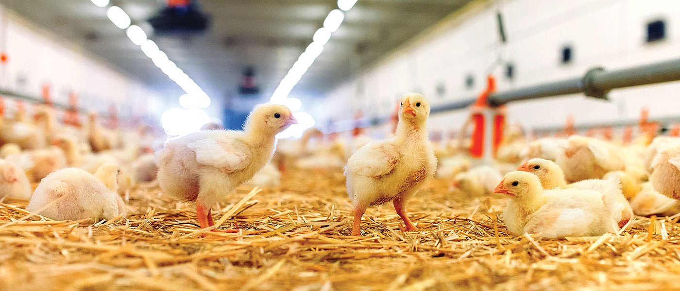 Στη Βουλή το πρόβλημα με το χρεωστικό ΦΠΑ στους πτηνοτρόφους