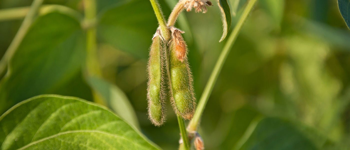 Ζημιές σε καλλιέργειες από το χαλάζι στην Καστοριά