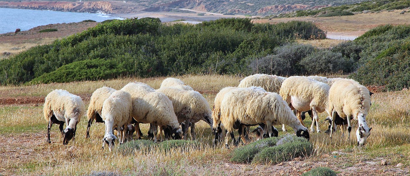 Στον αέρα οι συνδεδεμένες αιγοπροβατοτρόφων λόγω ΟΠΕΚΕΠΕ, καλό... Πάσχα για το νέο ΟΣΔΕ