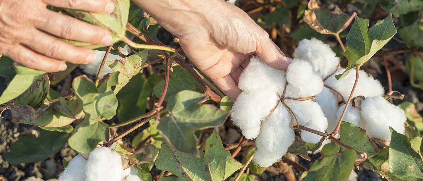 Έκτακτη ενίσχυση ζητούν οι βαμβακοπαραγωγοί 53 ευρώ το στρέμμα, το ΥπΑΑΤ δεν απαντά